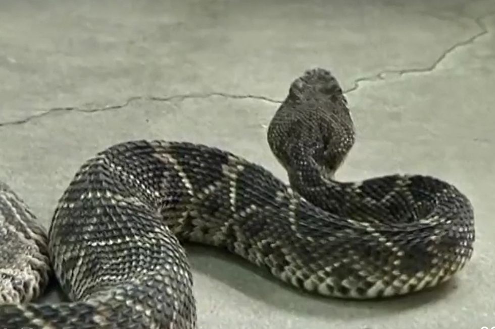 Eastern Diamondback Rattlesnake