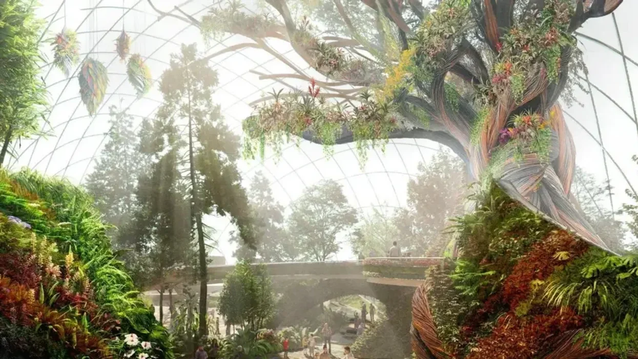 Eden Project Morecambe's centrepiece tree