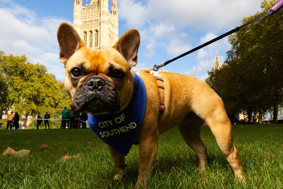 EDITORIAL USE ONLY Sir David Amess' French Bulldog Vivienne is announced as the winner of the Westminster Dog of the Year competition, organised jointly by Dogs Trust and The Kennel Club, London. Picture date: Thursday October 28, 2021.