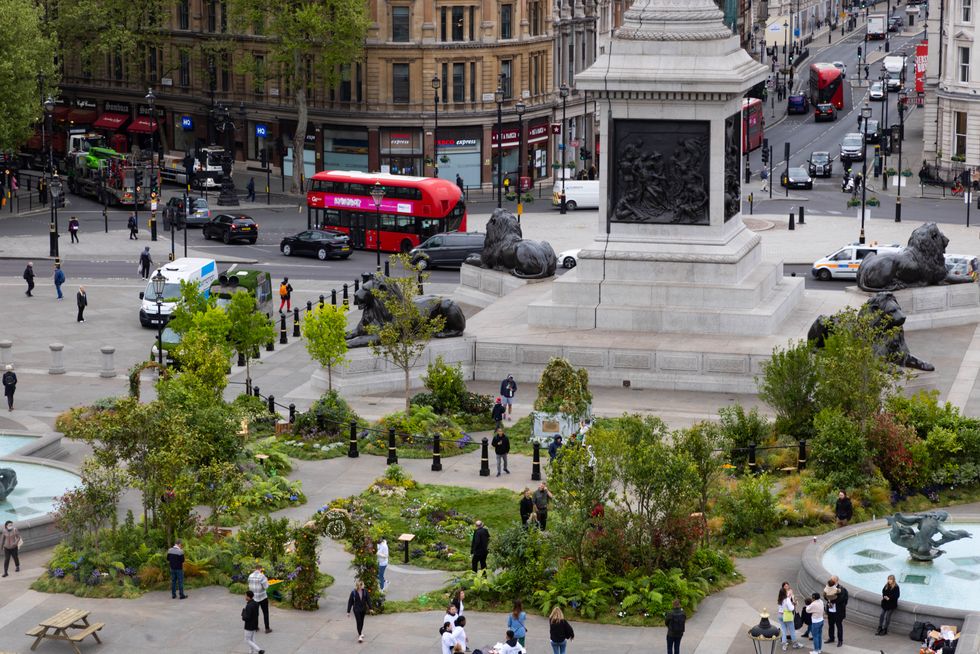 EDITORIAL USE ONLYGeneral Views of \u2018wild\u2019 Trafalgar Square, as it is covered in plants and flowers to launch innocent Drinks\u2019 \u2018The Big Rewild\u2019 campaign, an initiative to rewild and protect 2 million hectares of land. Picture date: Wednesday April 27, 2022. PA photo. The temporary installation, which is made up of over 6000 plants, flowers, and trees, aims to raise awareness of the importance of biodiversity in urban spaces. As part of the campaign, innocent are partnering with the Orchard Project to give away three million seeds via plantable seed papers on the day and educate on the importance of nature in tackling climate change. Visitors to the site are also invited to pick up and rehome one of the plants. Photo credit should read: David Parry/PA Wire