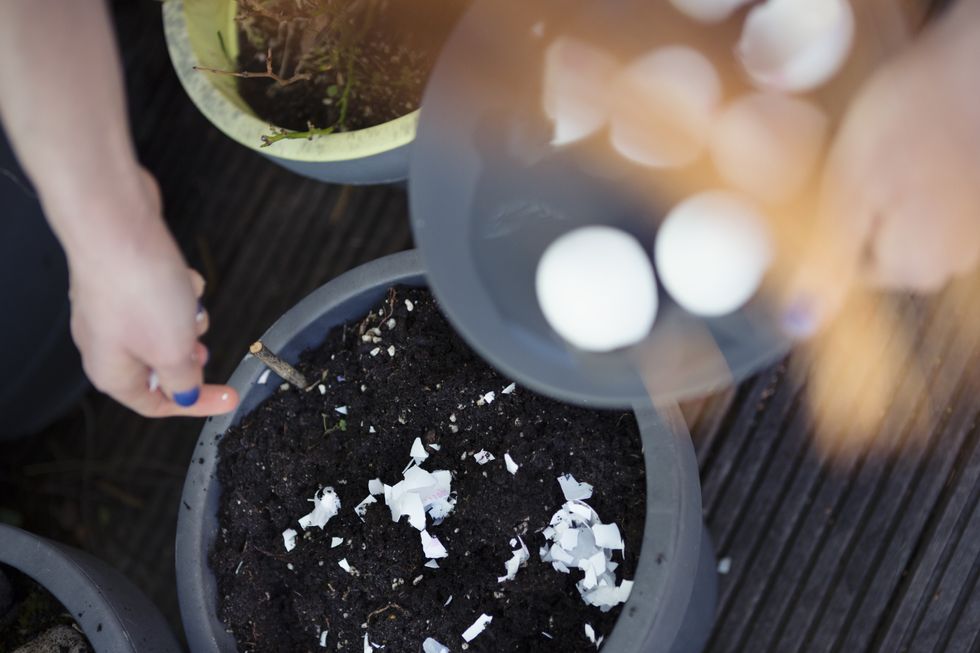 eggshells in soil