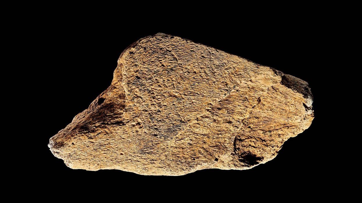 Elephant bone hammer