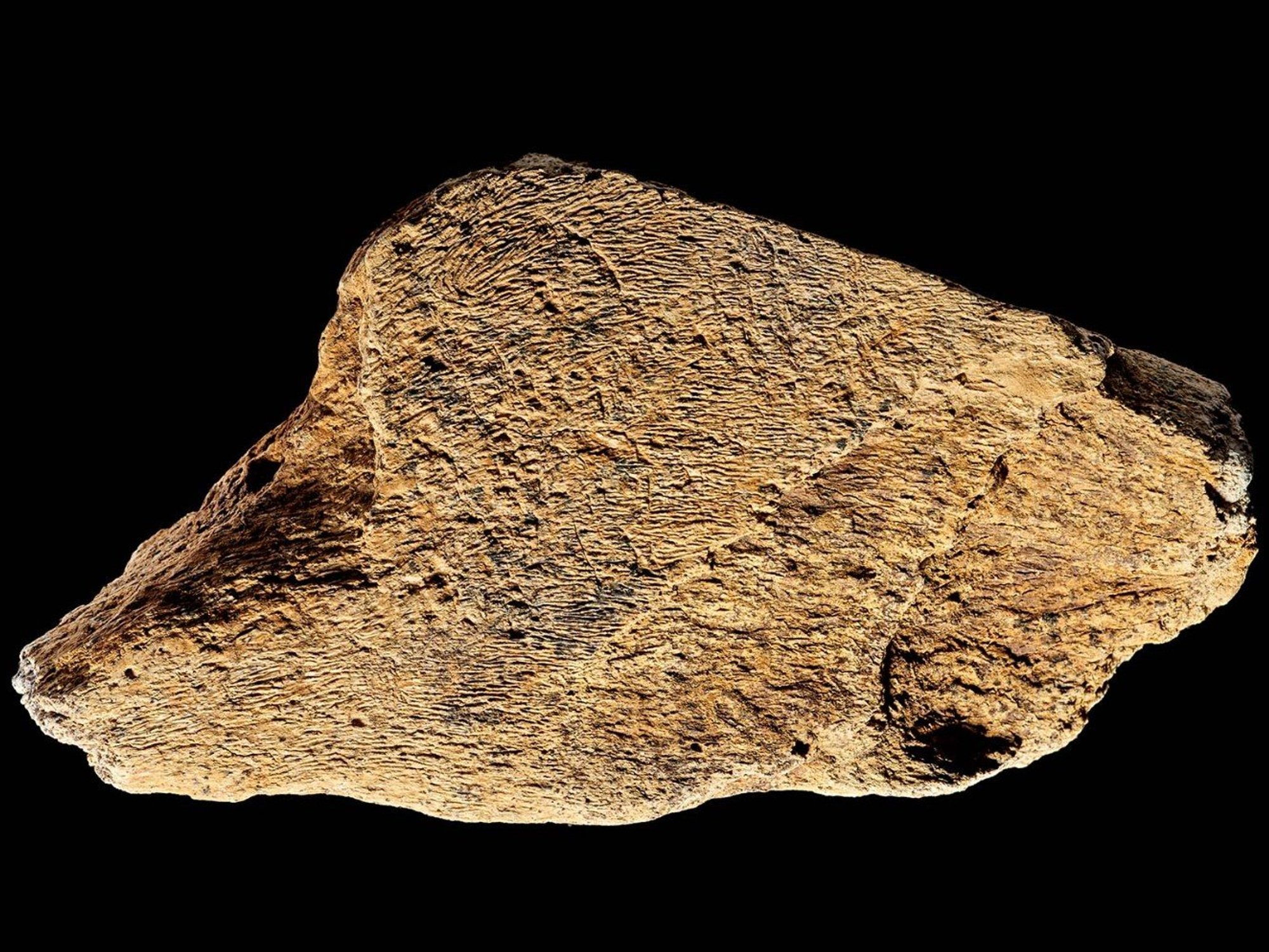 Elephant bone hammer