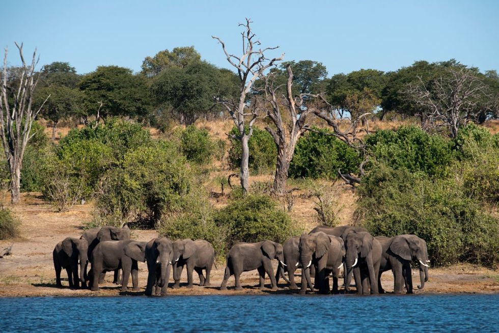 Elephants