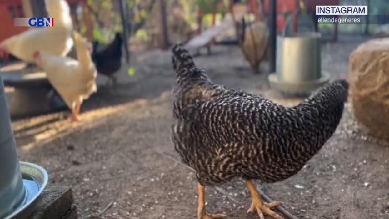 Ellen DeGeneres, 67, shares struggle after leaving Trump's US for the UK