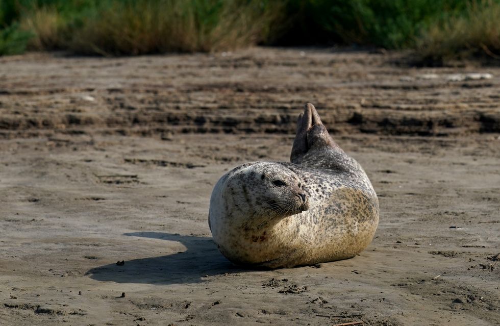 Embargoed to 0001 Monday September 6 Previously unissued photo dated 05/08/2021 of seals on the banks of the River Stour near Ramsgate in Kent as ZSL (Zoological Society of London) conducts its annual seal census to build a comprehensive picture of the population of adult seals and pups born during the breeding season in the Thames Estuary. Issue date: Monday September 6, 2021.