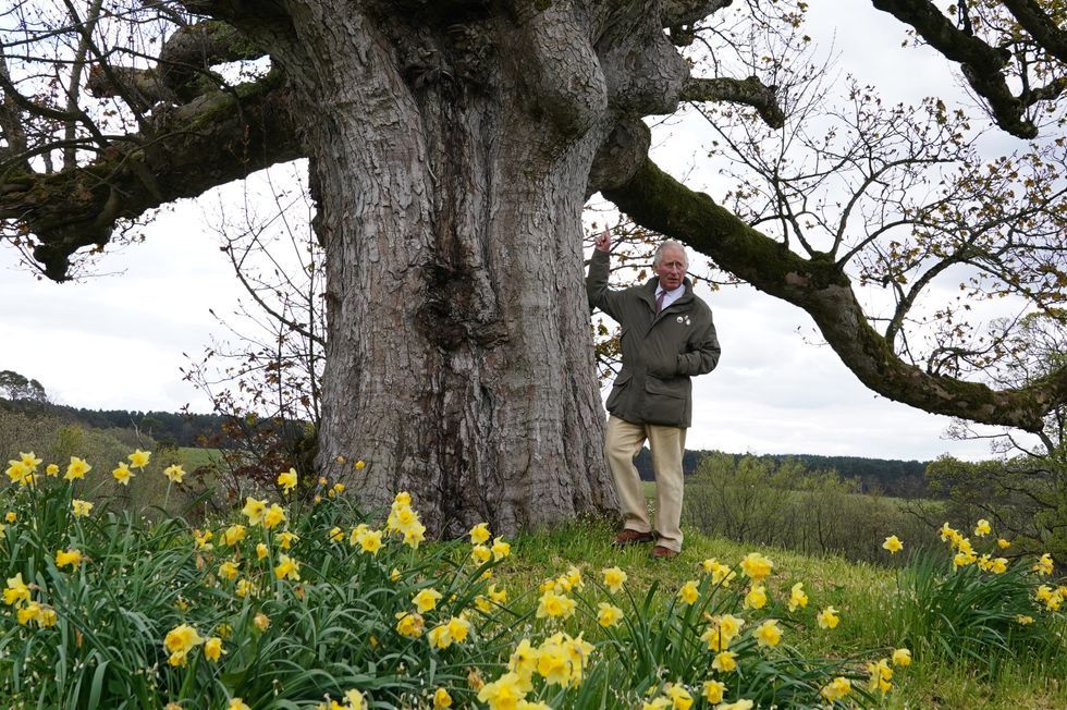 EMBARGOED TO 0001 SUNDAY MAY 1 The Prince of Wales, Patron of The Queen's Green Canopy (QGC), stands beside the 'Old Sycamore' in the Dumfries House garden, as he unveils a nationwide network of seventy ancient woodlands and seventy ancient trees, including the sycamore, to be dedicated to his mother, Queen Elizabeth II, in celebration of the Platinum Jubilee. Picture date: Monday April 25, 2022.