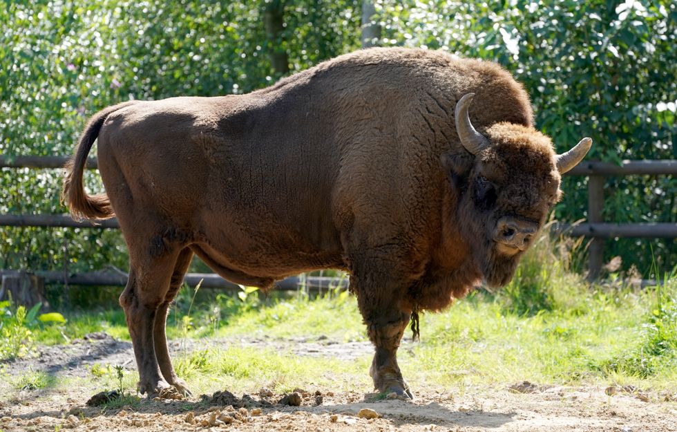 EMBARGOED TO 0001 THURSDAY JULY 29 A Bison at the Wildwood Trust near Canterbury in Kent as Tom Gibbs and Donovan Wright, the UK's first-ever Bison Rangers, begin work at West Blean Woods. The newly appointed pair, working for British wildlife charities Kent Wildlife Trust and Wildwood Trust, have started work in one of the largest areas of ancient woodland in the country ahead of bison arriving into the area in 2022. Picture date: Wednesday July 28, 2021.