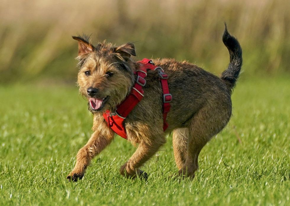 EMBARGOED TO 1600 WEDNESDAY JUNE 9 File photo dated 03/12/21 of a border terrier. Researchers have discovered genetic clues to how dogs became man's best friend. Issue date: Thursday June 9, 2022.