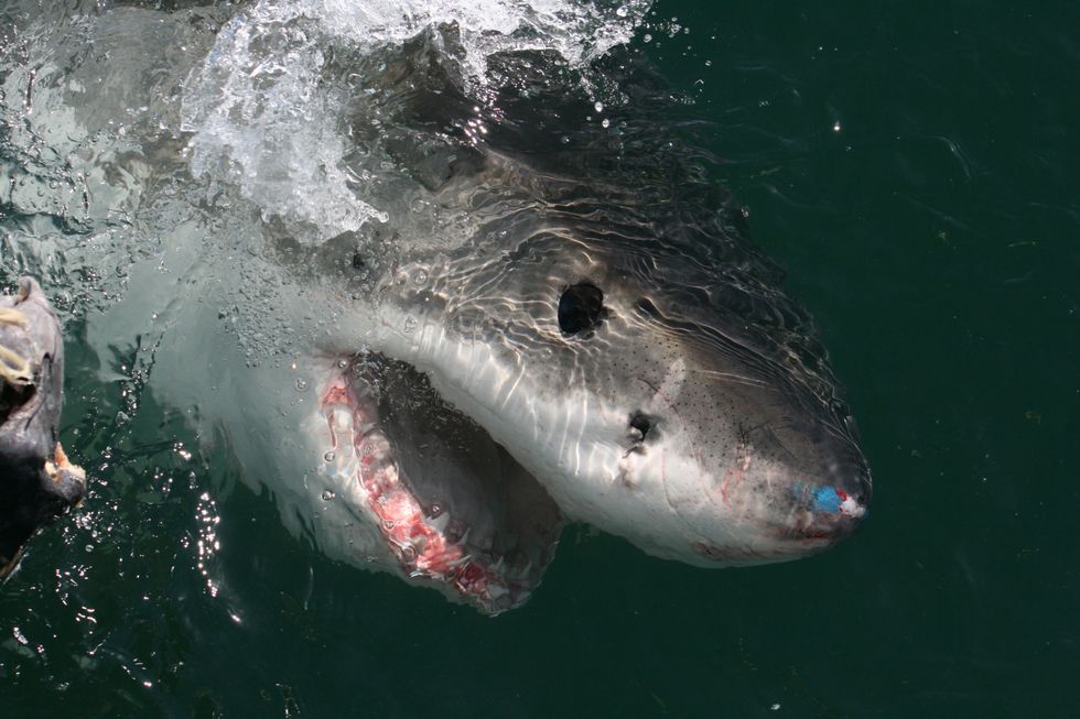 Encounters with great white sharks can prove to be deadly.