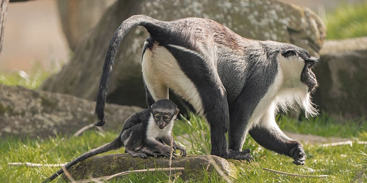 Chester Zoo’s endangered monkey gives birth after groundbreaking operation Chester Zoo’s endangered monkey gives birth after groundbreaking operation