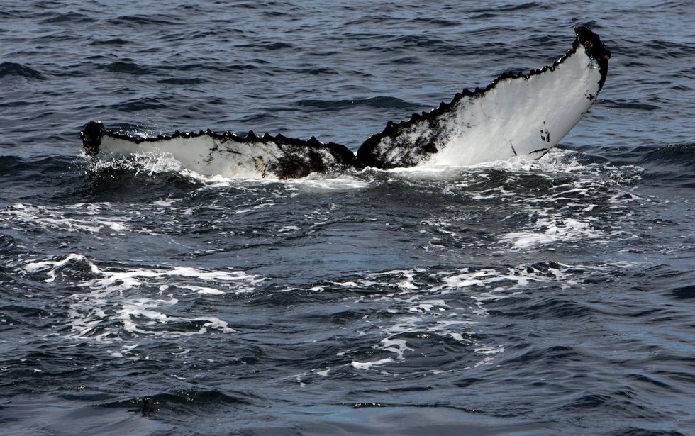England's seas need urgent action to halt overfishing, the group says.