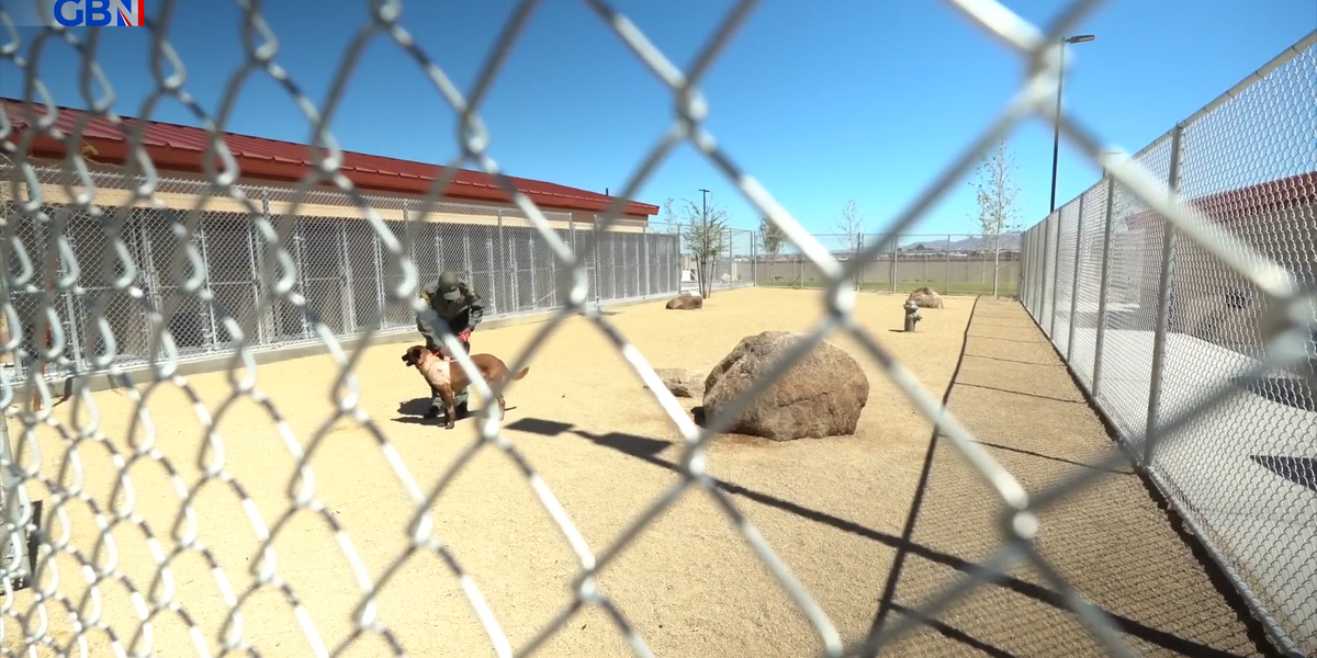 NextImg:WATCH: Moment US officer rushing to save adorable police dog Enzo after he was stabbed