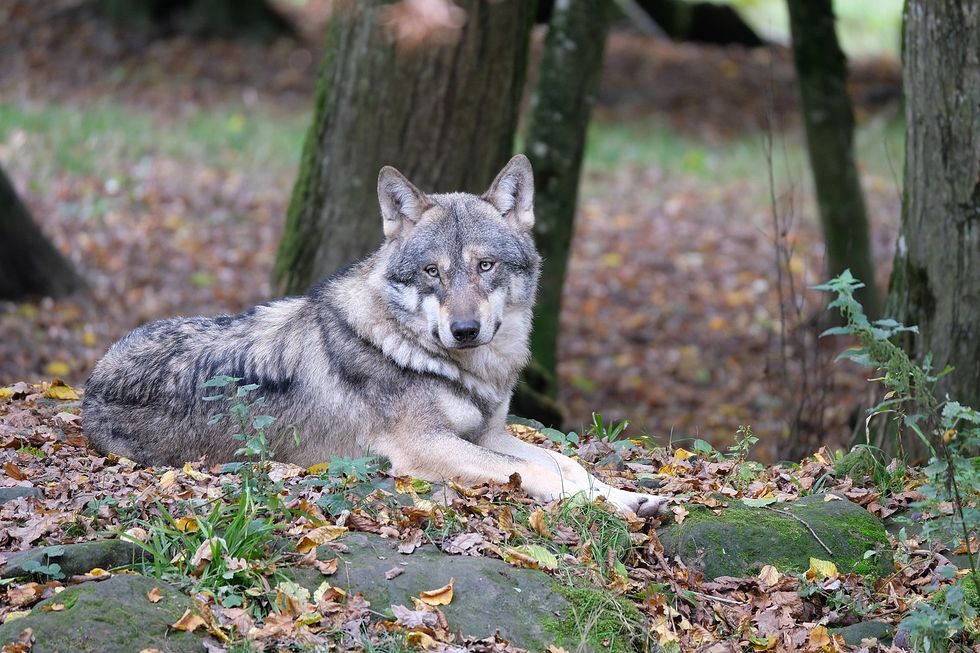 Eurasian grey wolf