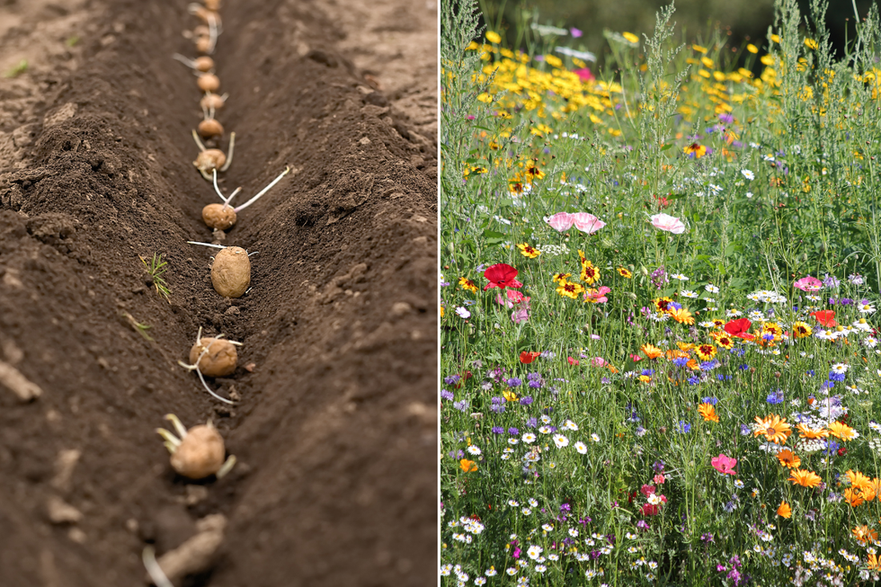 Evenly-spaced potatoes in soil; Wildflowers