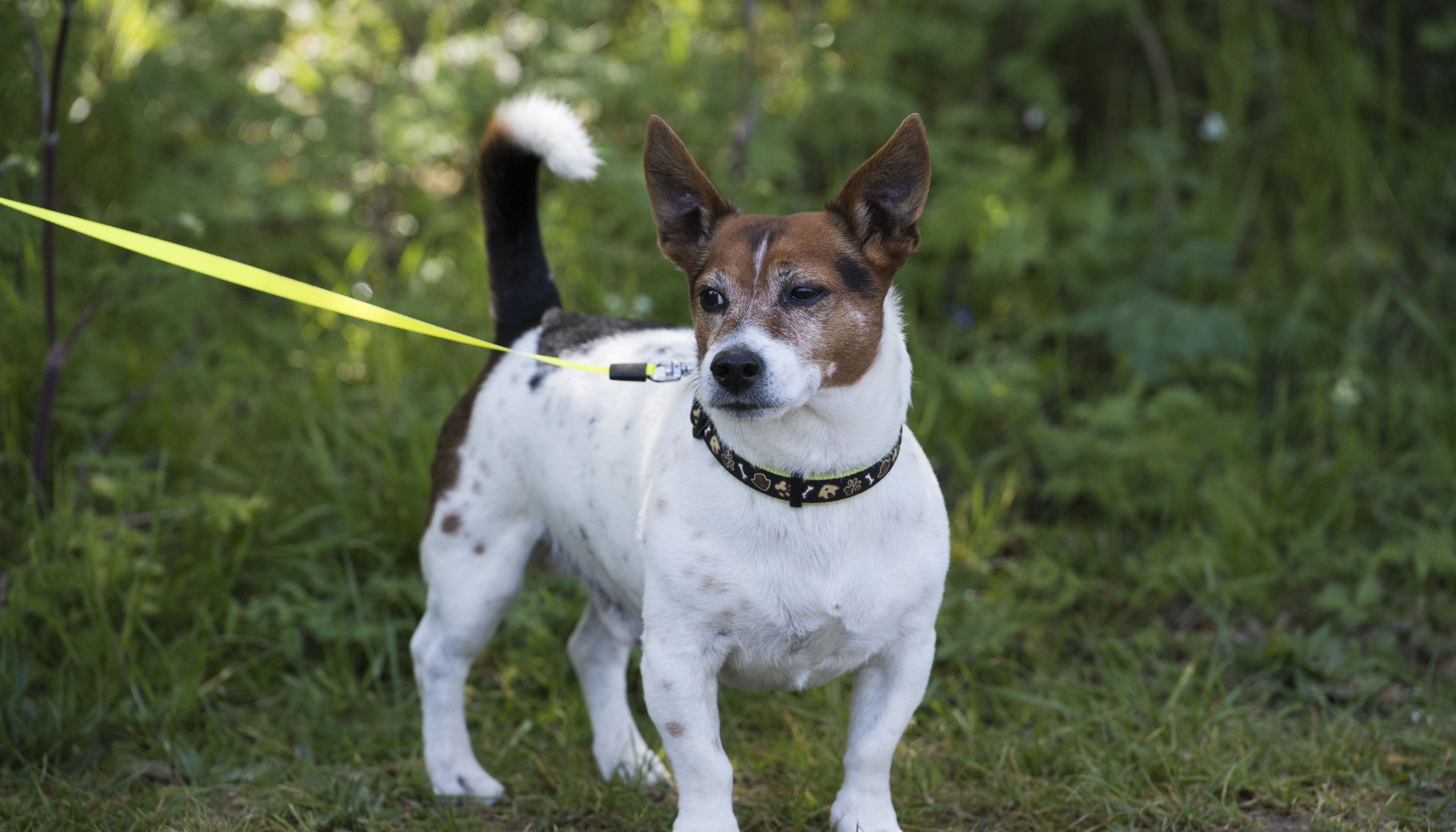 Experts have ruled out dogs as the cause of a Hepatitis outbreak