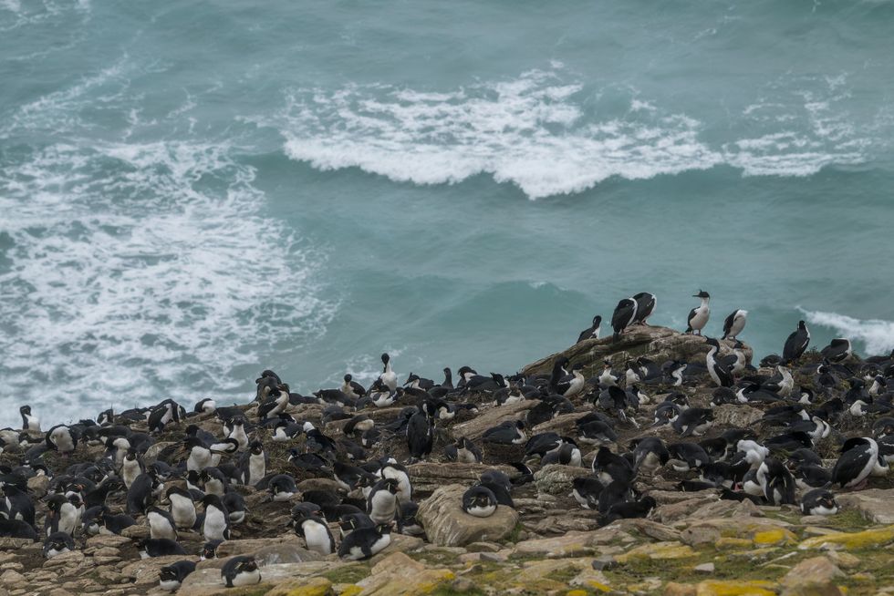 Pinguins das Ilhas Malvinas
