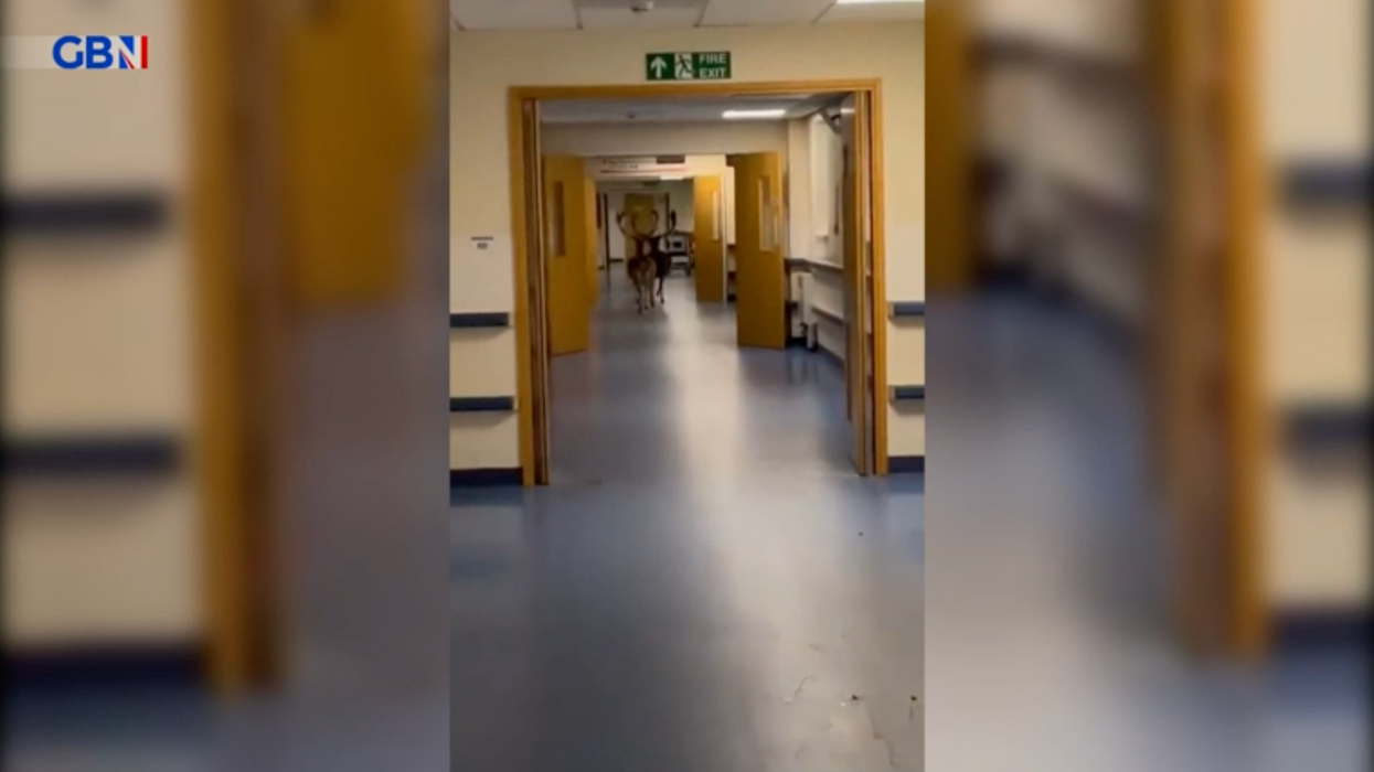 Deer spotted running through the corridors of UK hospital's maternity ward