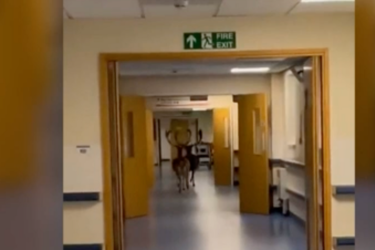 Deer spotted running through the corridors of UK hospital's maternity ward