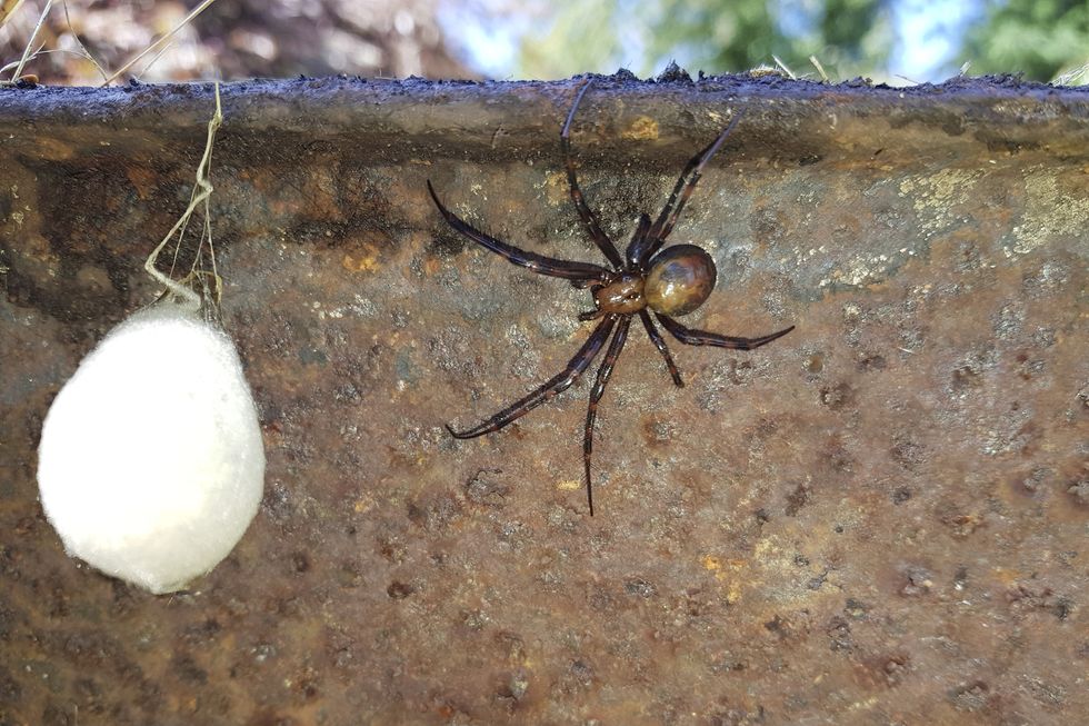 False widow spider