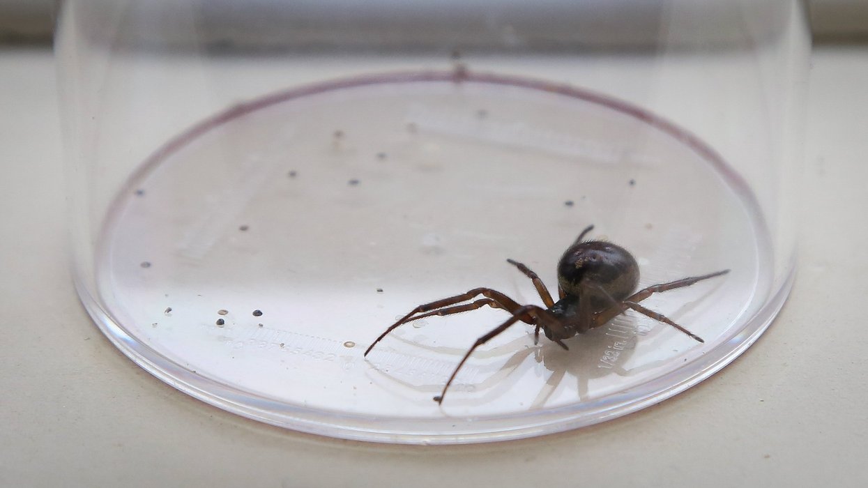 false widow spider