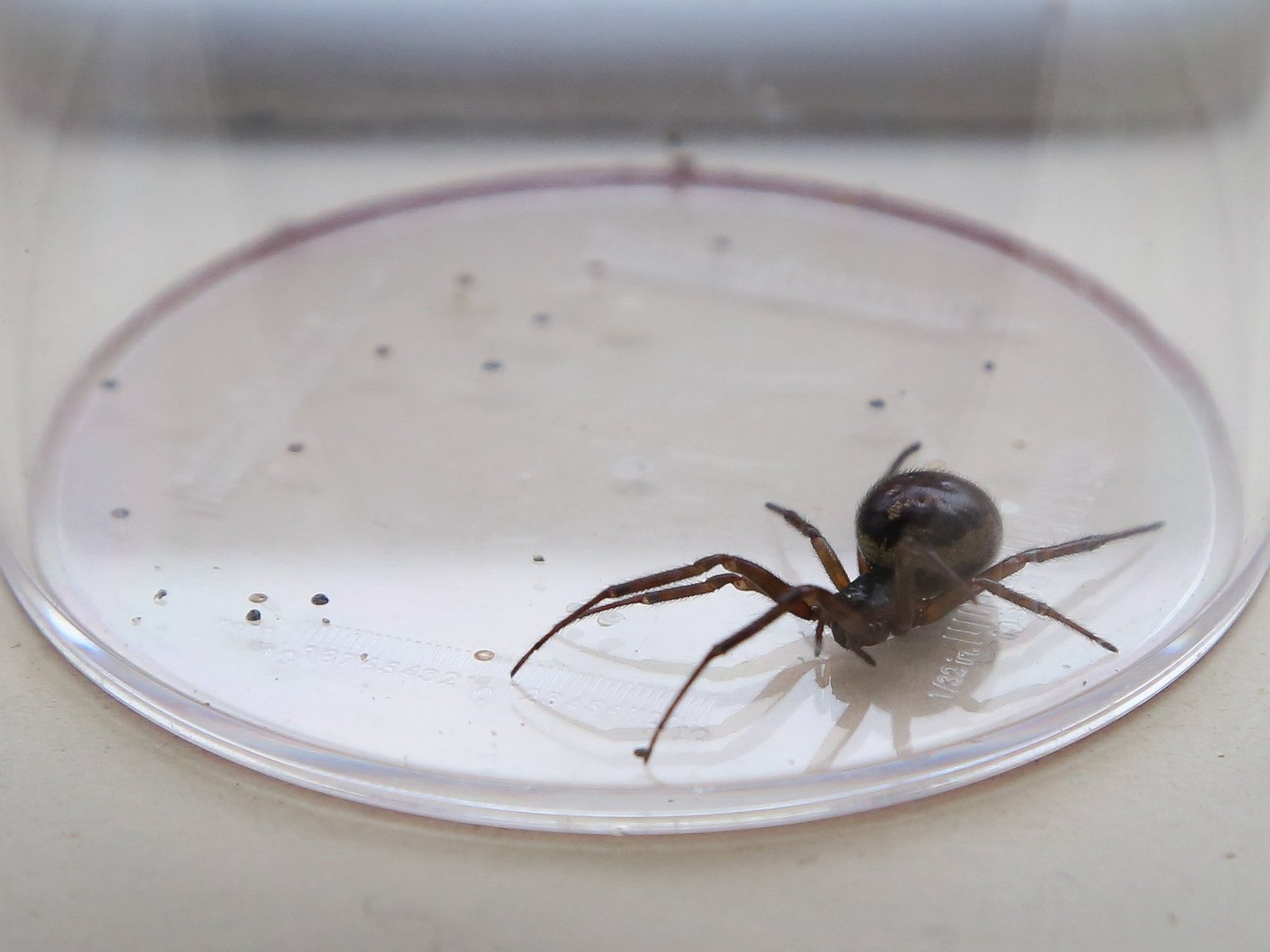 false widow spider