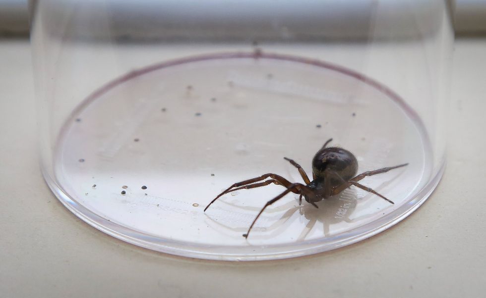 false widow spider