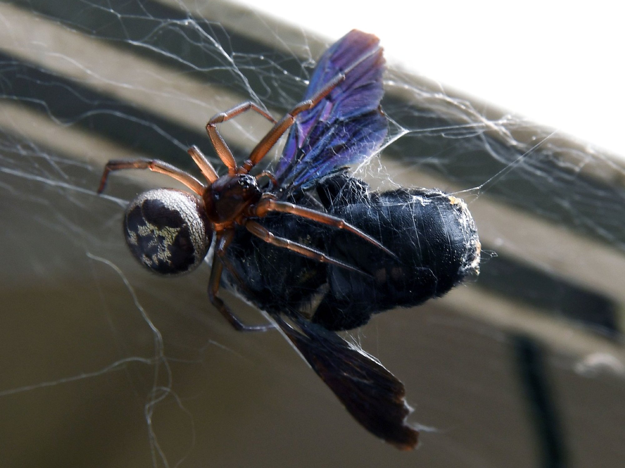 False widow spider