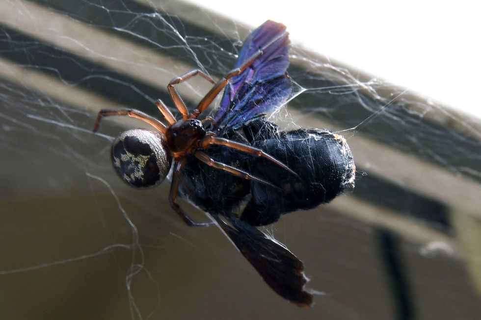 False widow spider