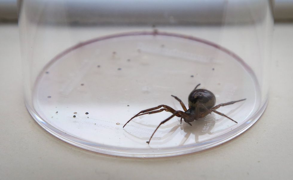 False widow spider