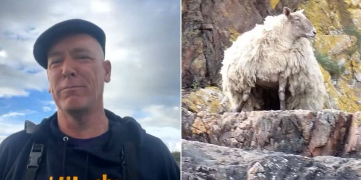 NextImg:‘Most suicidal animals ever’ Farmer gives update on Britain’s loneliest sheep as calls to rescue ewe grow