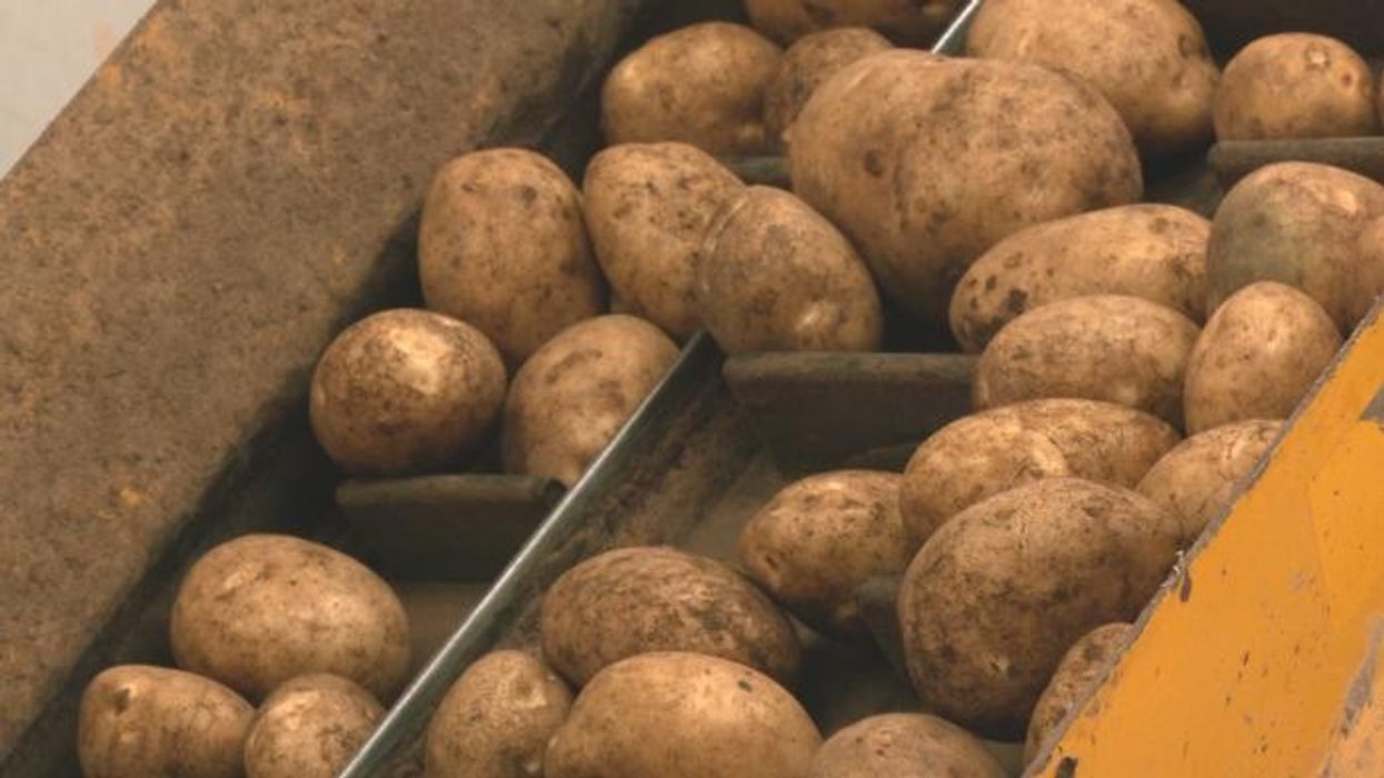 British farmer warns Labour taking industry 'for granted' as crops face horror year