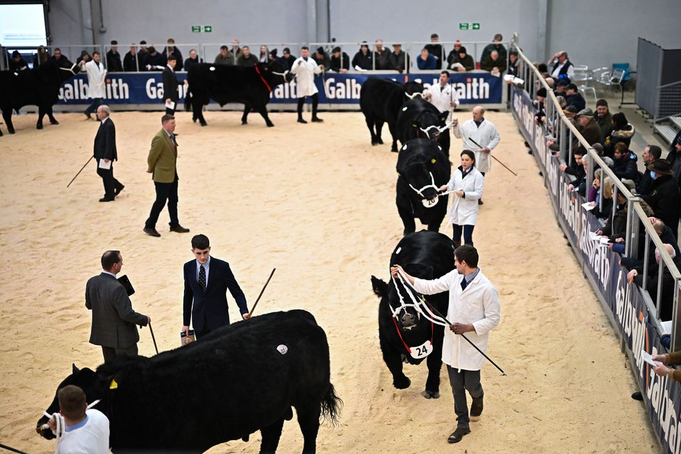 Farmers show their Aberdeen Angus bulls during the judging at Stirling Bull Sales