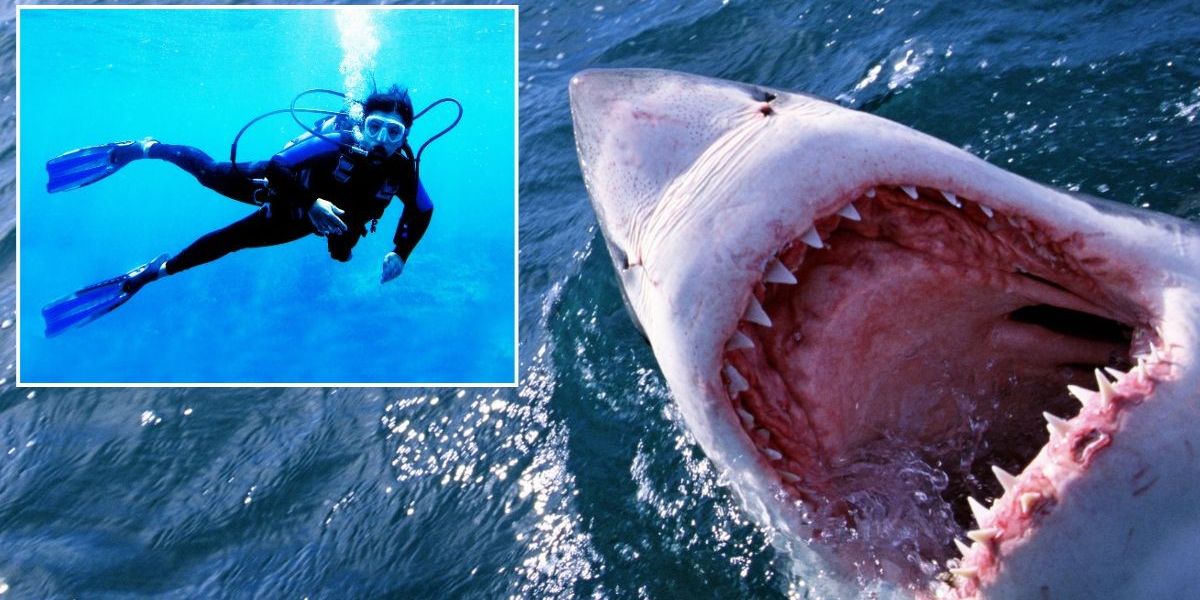 NextImg:Tourist found dead in jaws of shark as scuba diver's arm ripped off and second man drowns