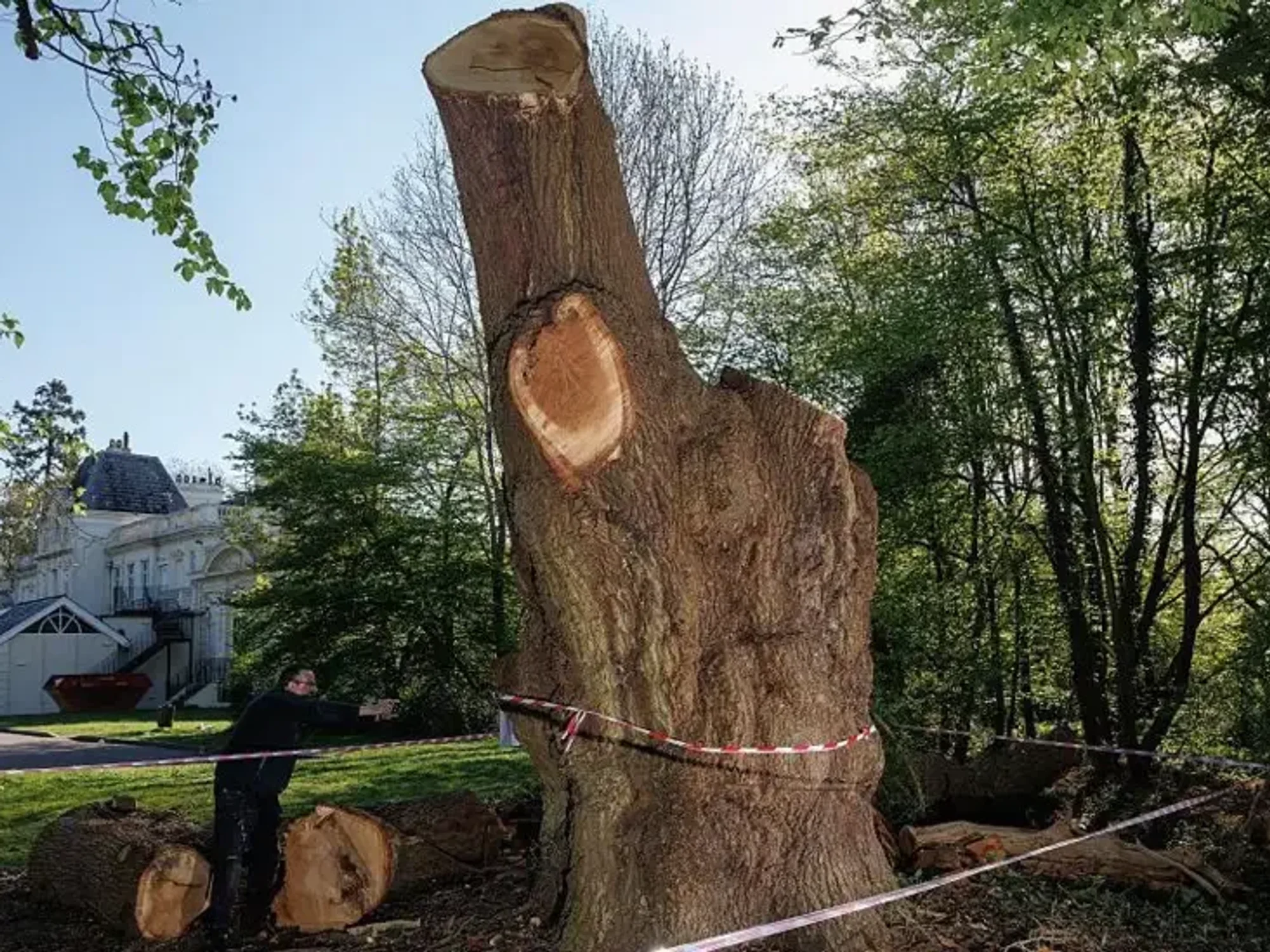 Felled oak tree