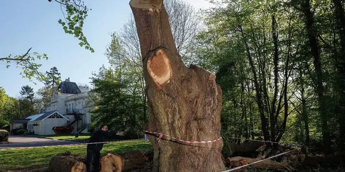 Toby Carvery apologises for chopping down historic tree as it backs down in year-long council row Toby Carvery apologises for chopping down historic tree as it backs down in year-long council row