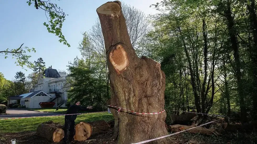 Felled oak tree