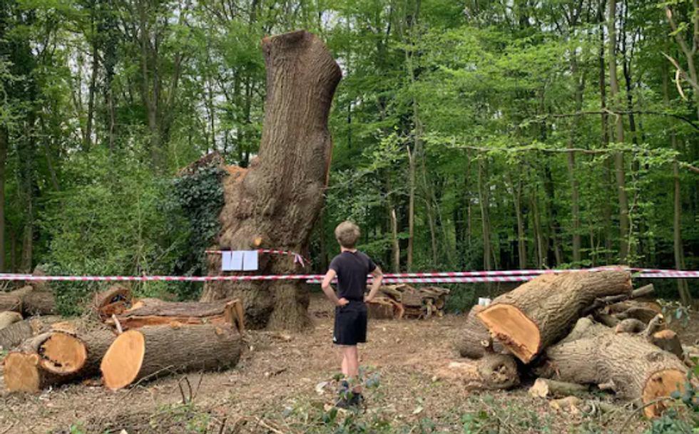 Felled tree