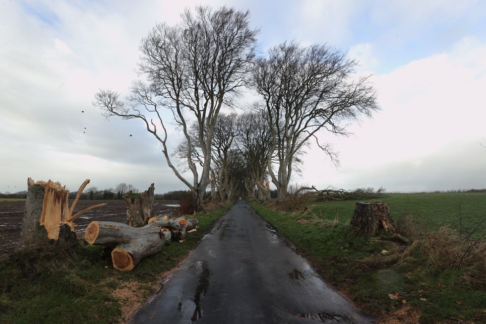 felled trees