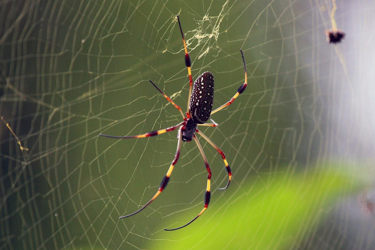 Female golden orb web spider