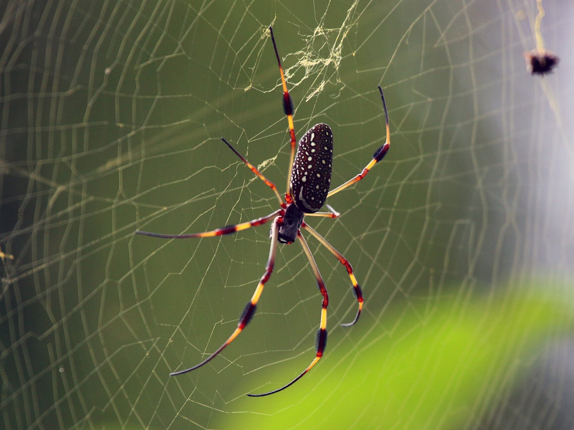 Female golden orb web spider
