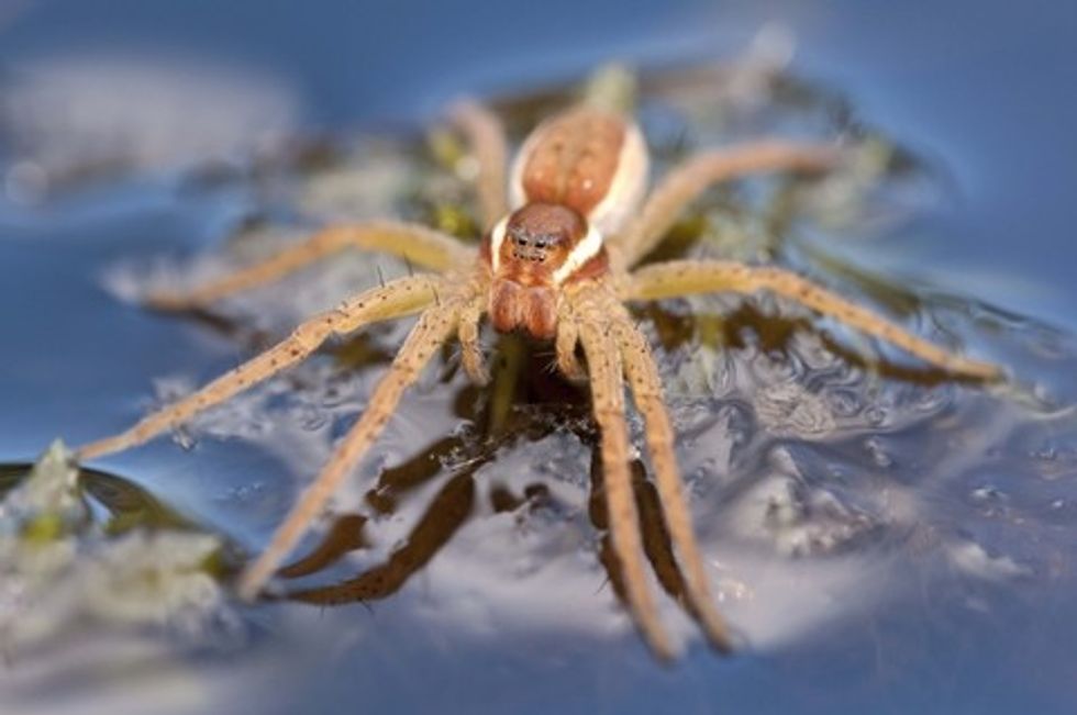 Fen Raft Spiders were once confined to three sites in Suffolk and Sussex