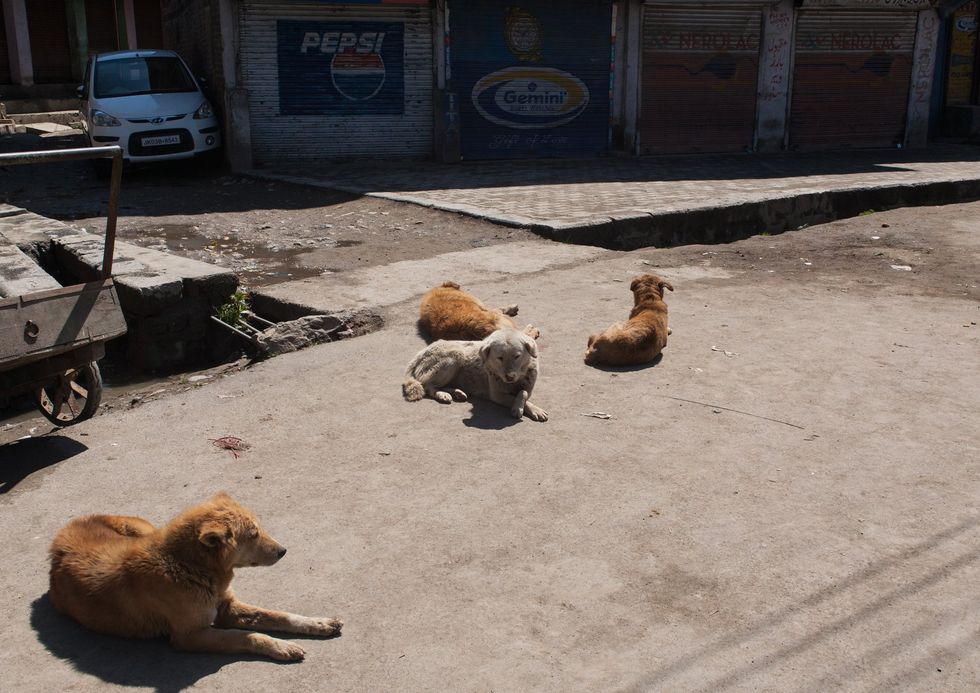 Feral dogs