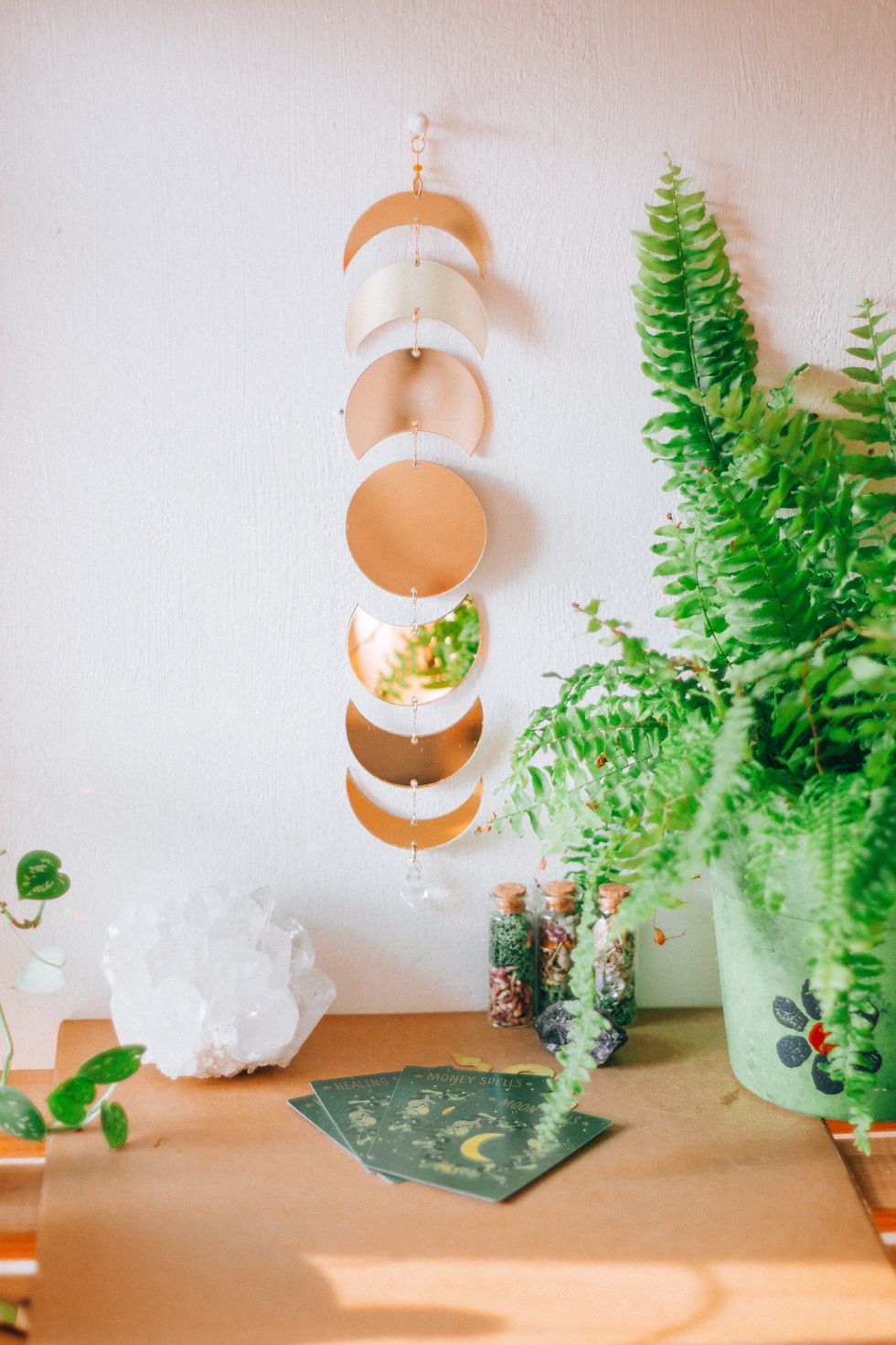 Fern Arum house plant