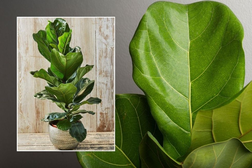 FIDDLE LEAF FIG