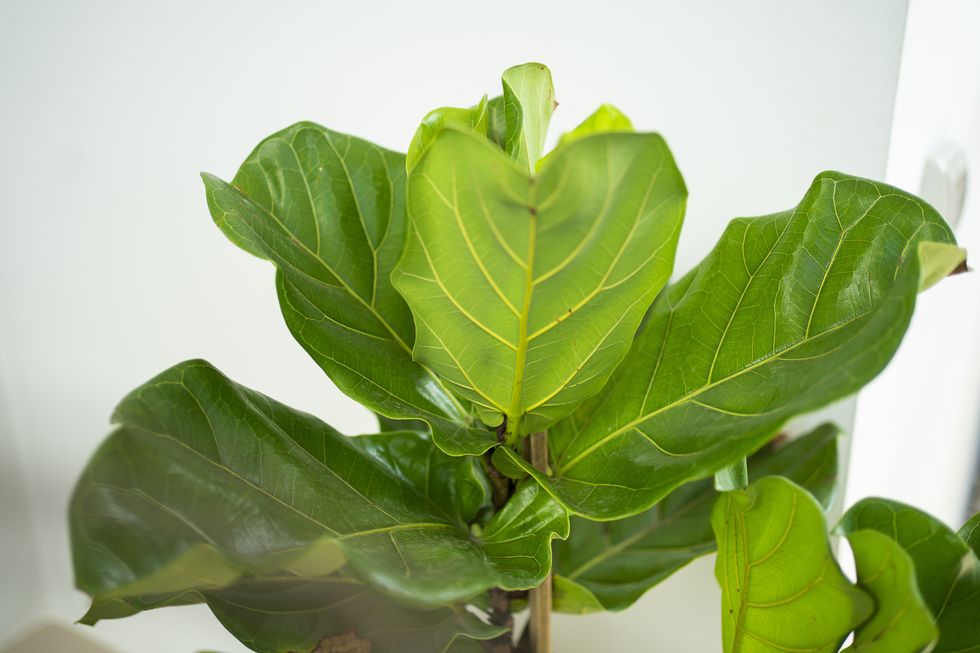 FIDDLE LEAF FIG