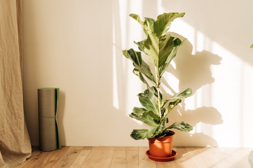 Fiddle leaf figs