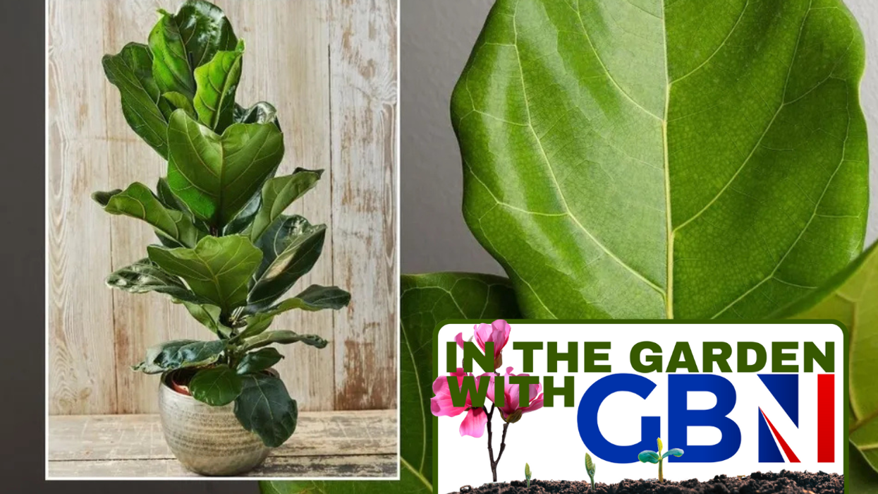 Fiddle leaf figs