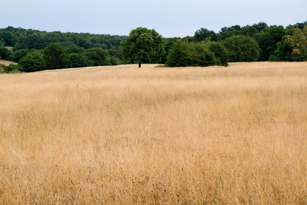 Field