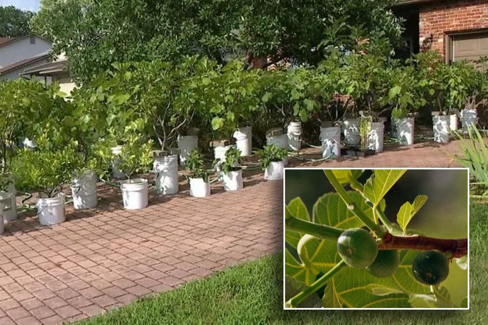 Fig trees in front of property